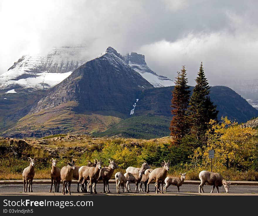 Big Horn Sheep in a Row