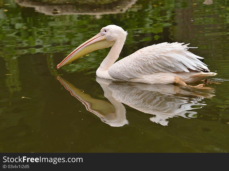 Great White Pelican Zoo Prague Troja Czech Republic.