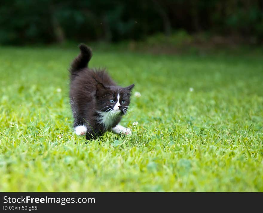 Running Kitten