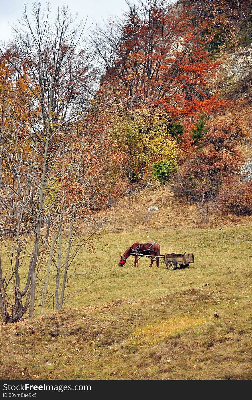 Horse on green hill with car. Horse on green hill with car