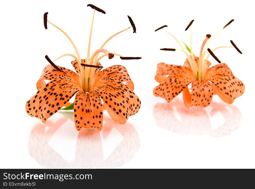 Orange Lily Isolated On White Background