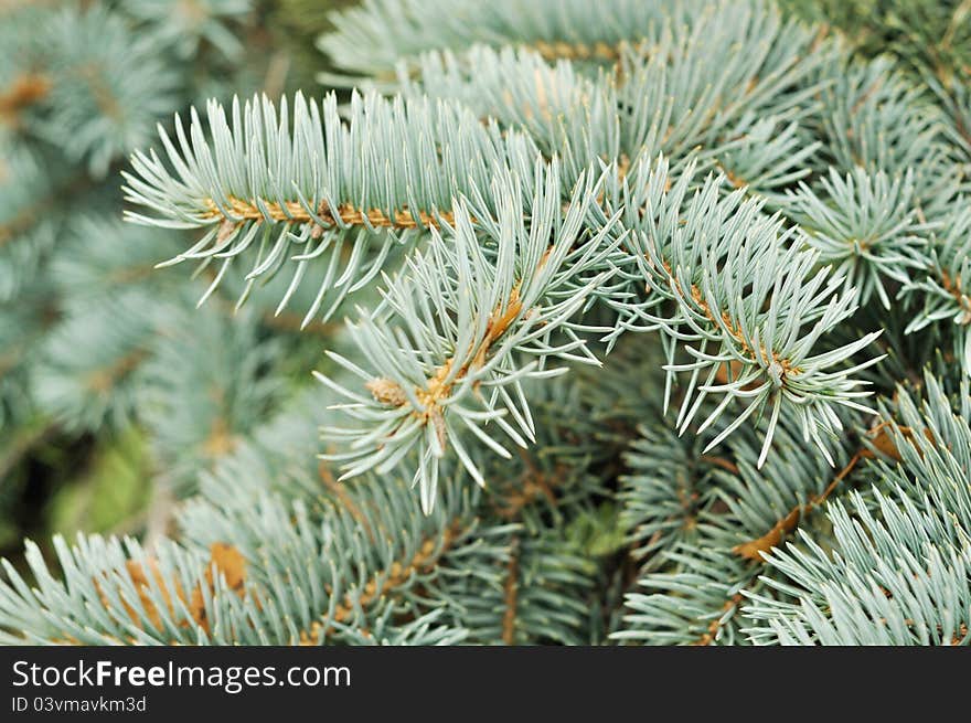 Christmas tree branches, close up shot