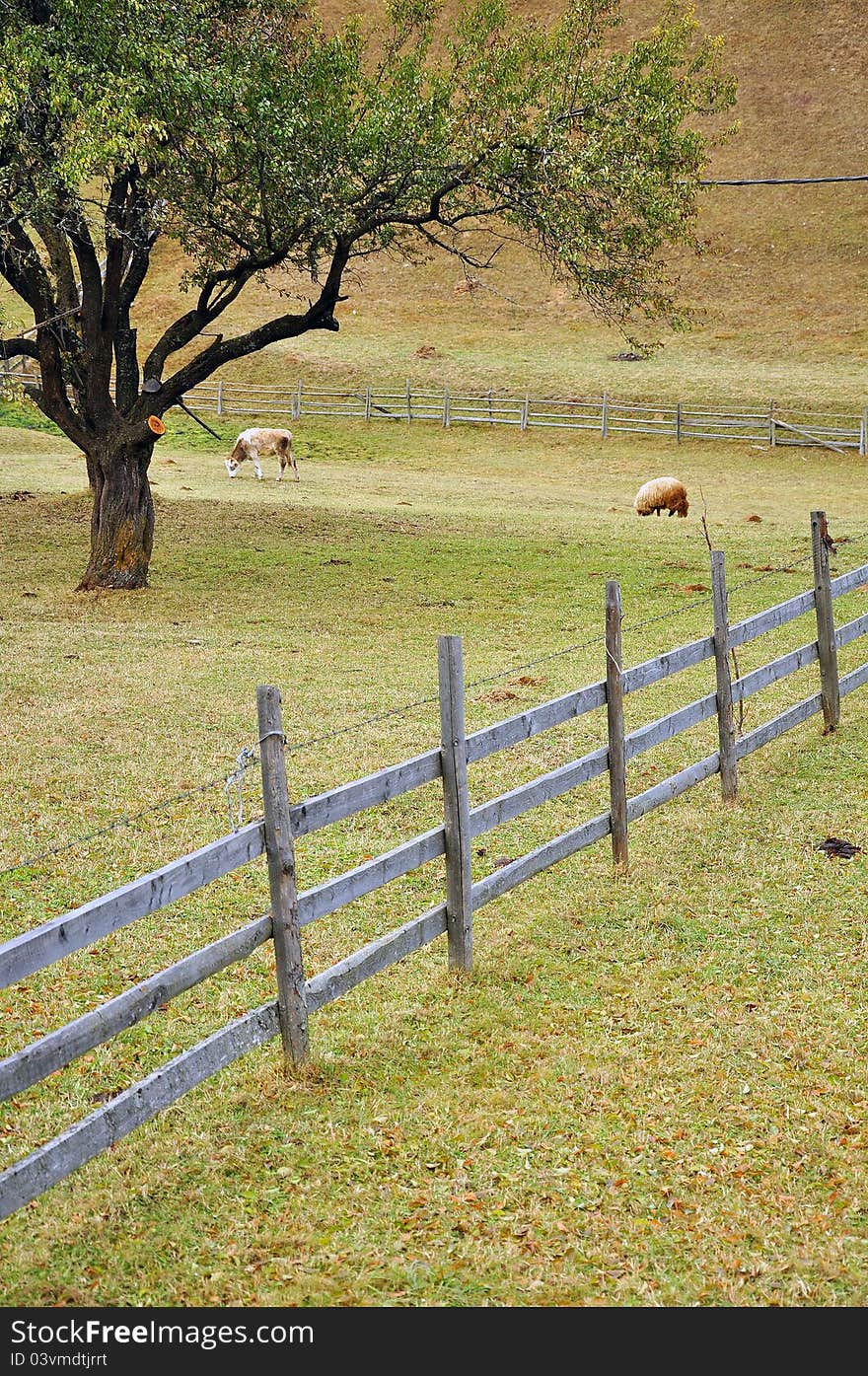 Wooden fence near forest