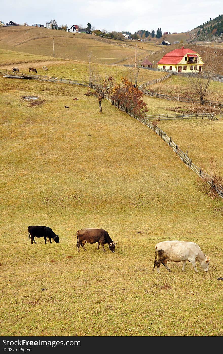 Rural accommodation in mountain cottage near cow farm. Rural accommodation in mountain cottage near cow farm