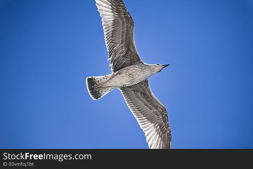 Beautiful seagull flying on the blue sky looking like is bringing peace. Beautiful seagull flying on the blue sky looking like is bringing peace