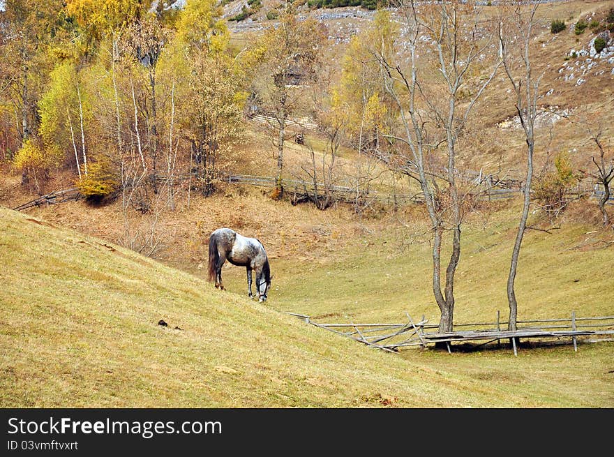 Horse staying on autumnal hill. Horse staying on autumnal hill