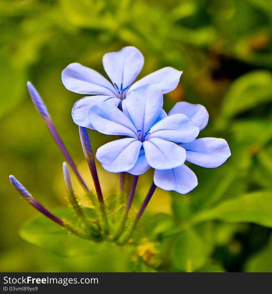 three violet flowers with some offspring