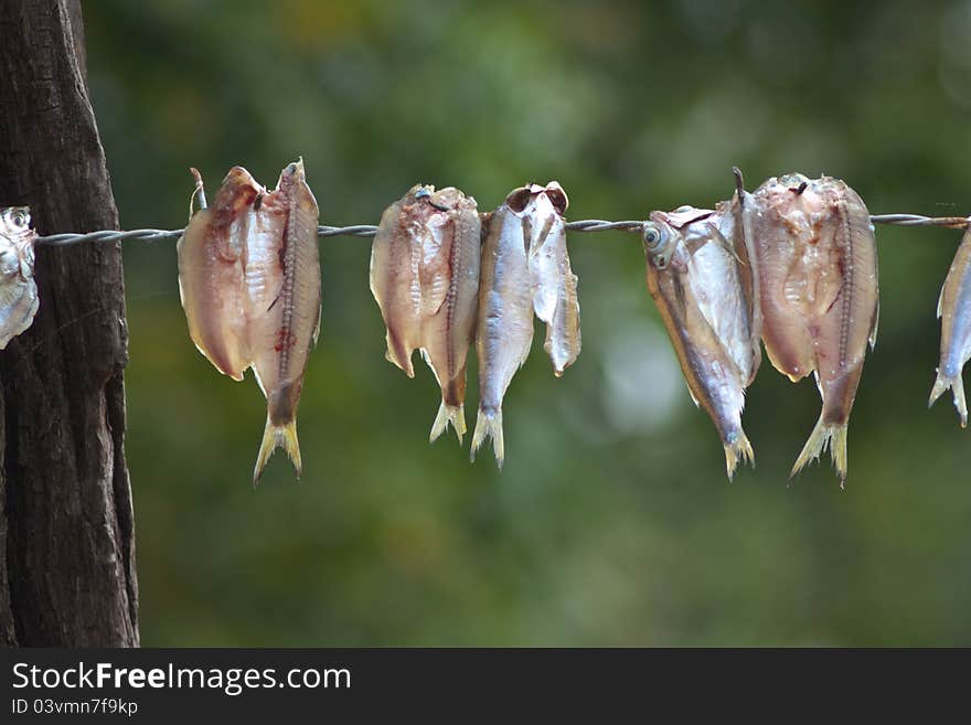 Dried fish hanging on a Barb