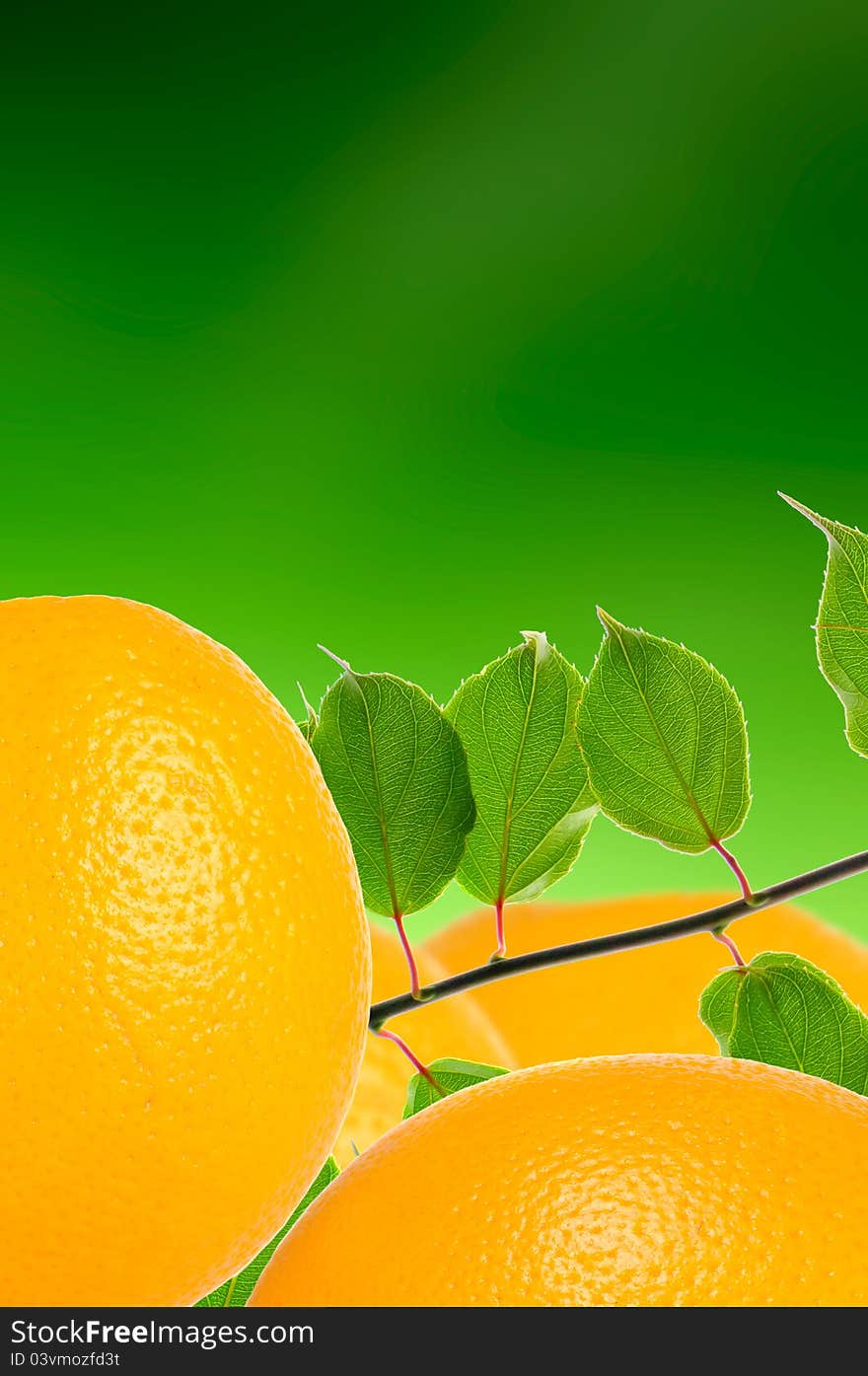 Oranges with green leaves on a green background. Oranges with green leaves on a green background