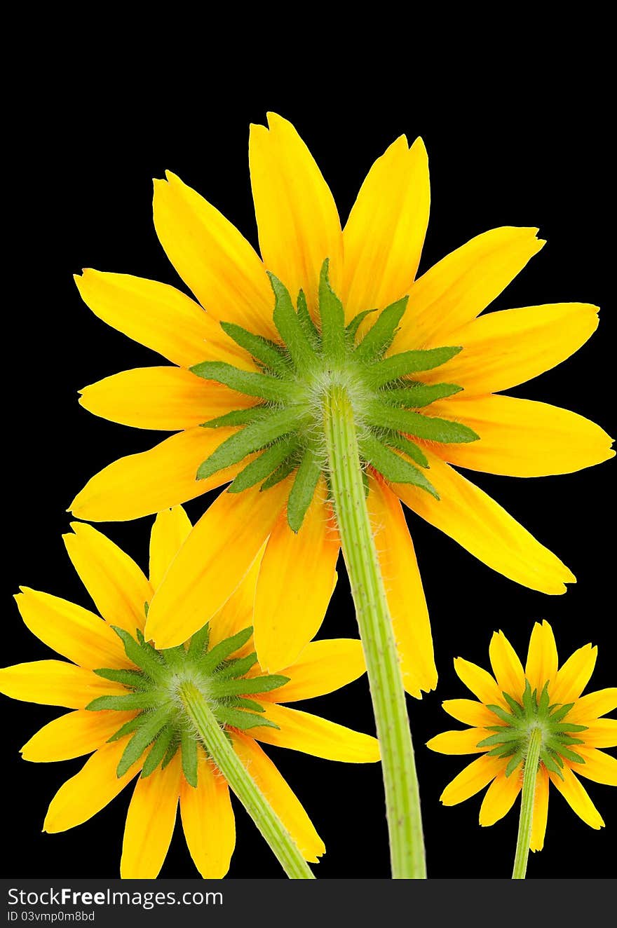 Yellow coneflowers (rear view) on a black background. Yellow coneflowers (rear view) on a black background