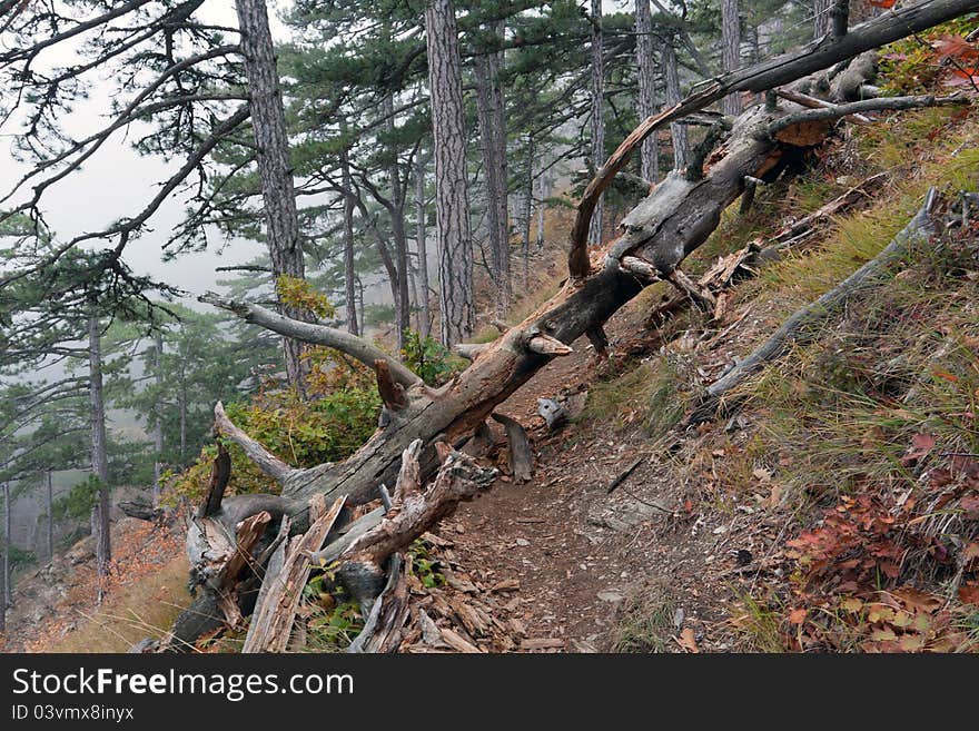 Old Dead Tree In Foggy Forest