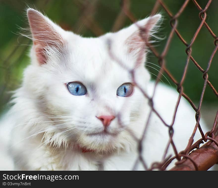 A white cat with blue eyes looking somewhere behind a grid. A white cat with blue eyes looking somewhere behind a grid.