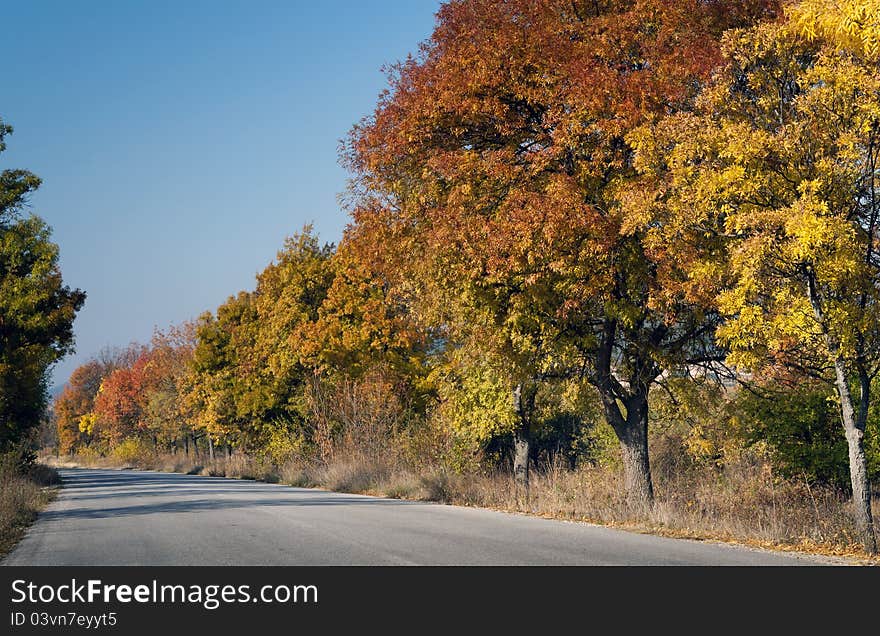 Road through colorful autumn trees in autumn time