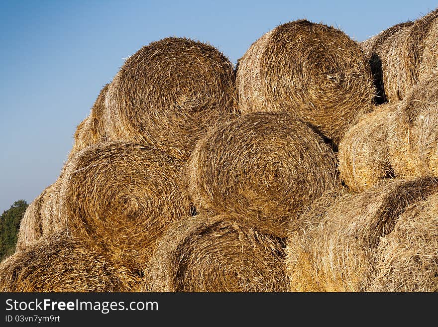 Many hay rolls stacked up and drying in the warm sun