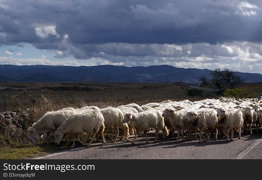 Sheeps on the road with hill landscape at background. Sheeps on the road with hill landscape at background.