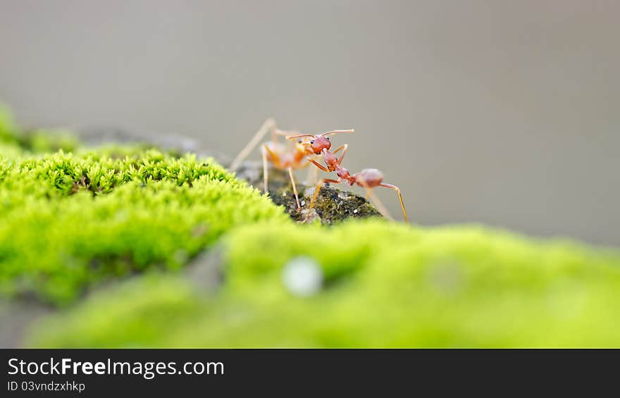 Weaver Ants