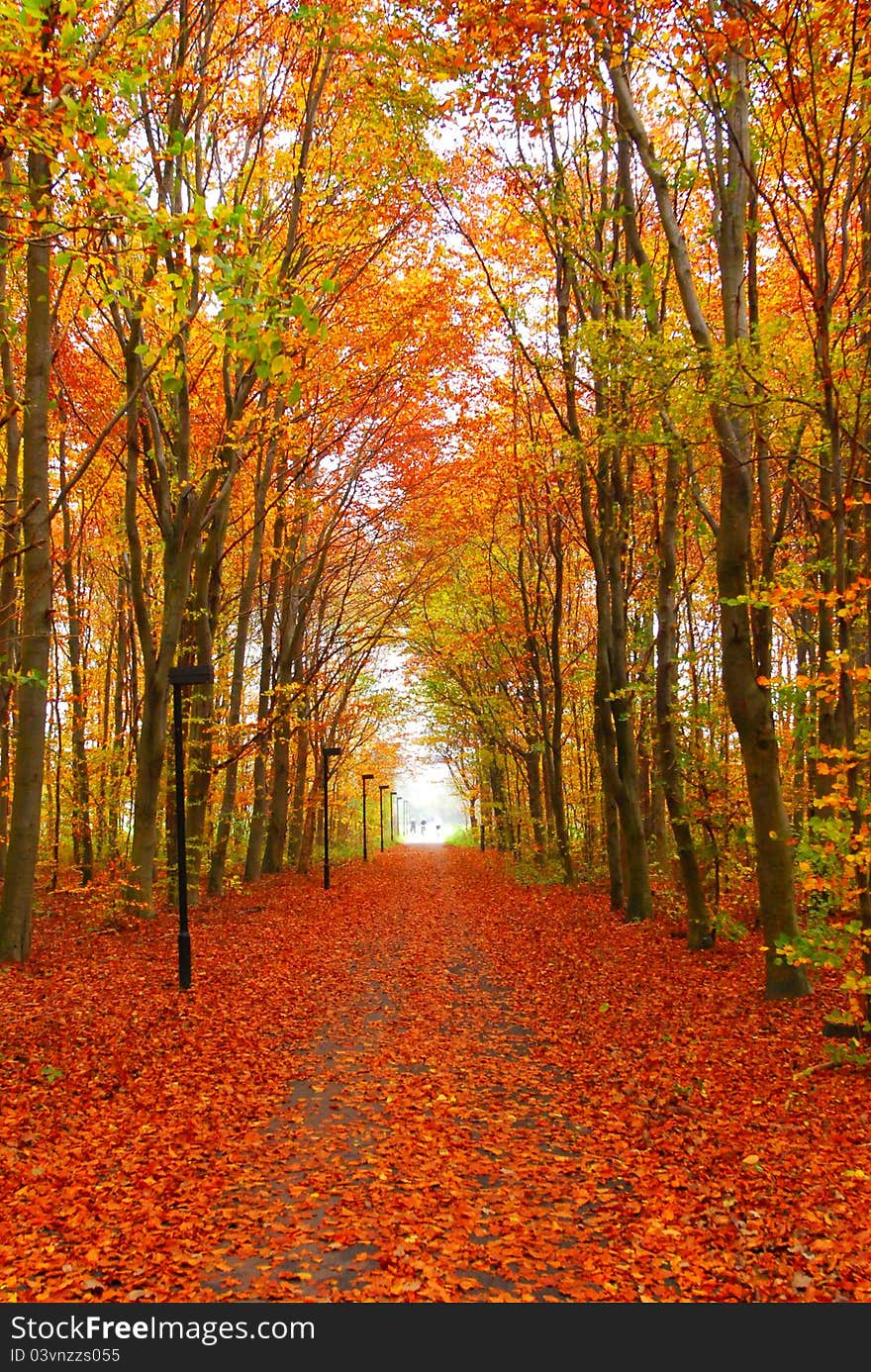 Colorful autumn alley in the park. Colorful autumn alley in the park