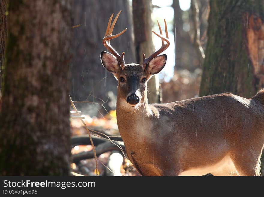 A nice 8 point buck watching me take his photo. A nice 8 point buck watching me take his photo