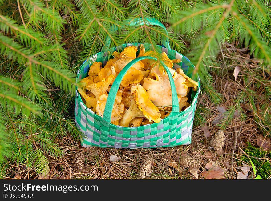 Basket of fresh chanterelle is a tree in the forest. Basket of fresh chanterelle is a tree in the forest