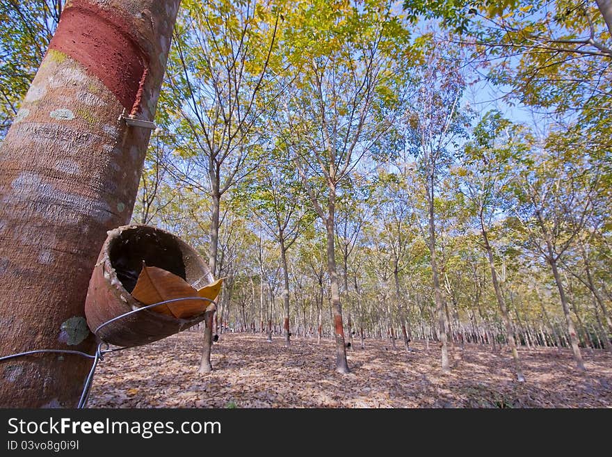 Empty rubber tree cup in winter. Empty rubber tree cup in winter.