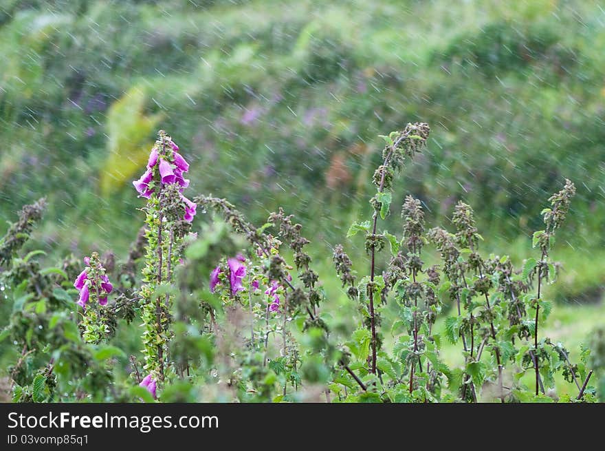 Nettle and foxglove in the rain