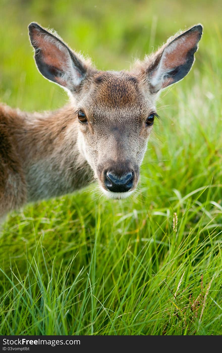 Whitetail buck portrait