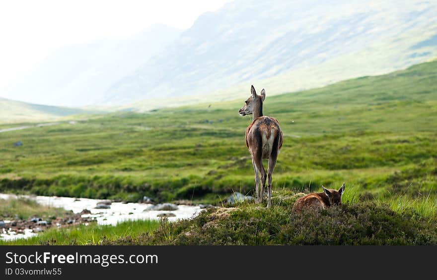 Whitetail buck female with baby