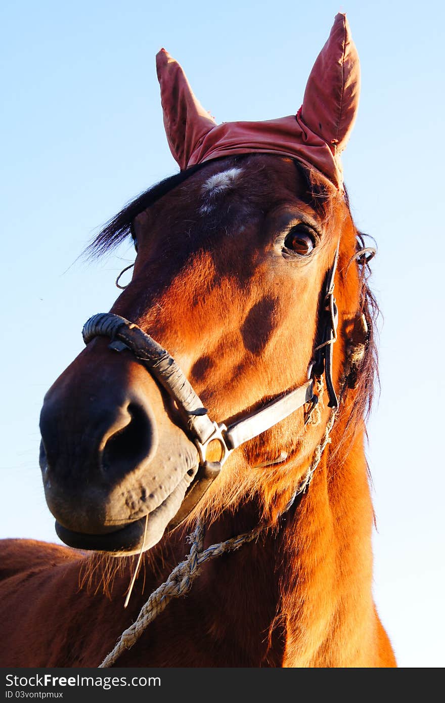 Horse with bandaged ears against blue sky