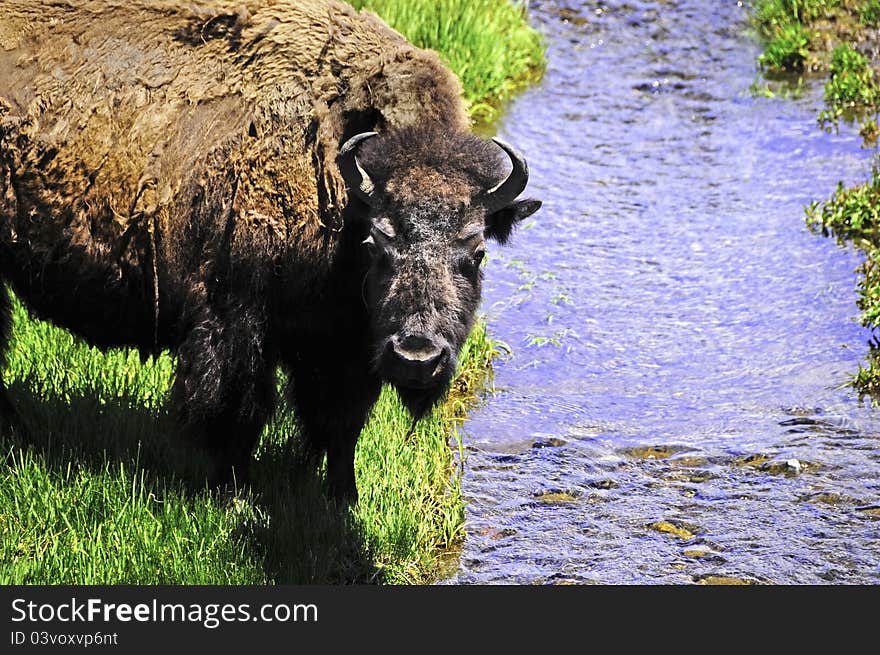 A buffalo getting ready to have a drink of water