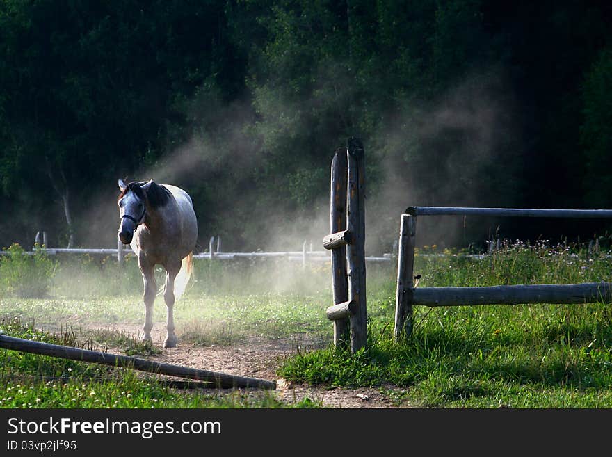 White horse standing behind opened gate in raising dust