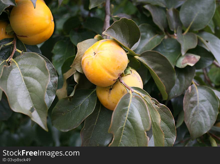 Persimmon