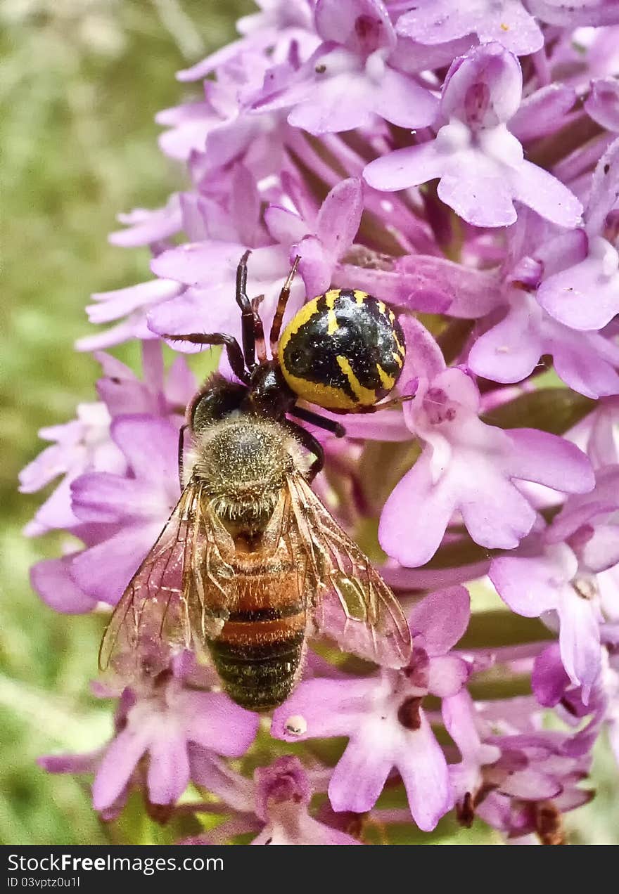 Spider catching a bee