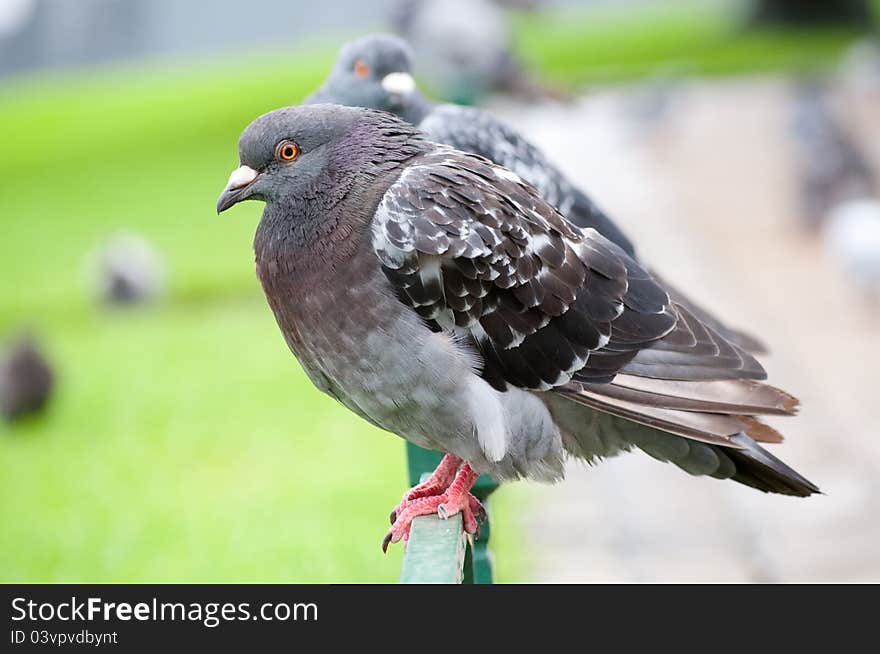 Pigeons in a park