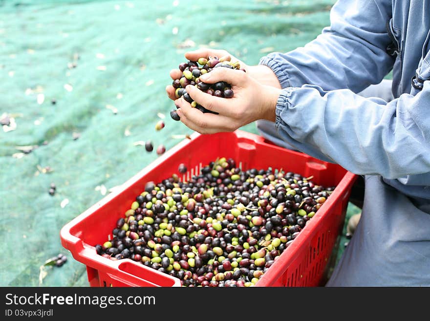 The olive harvest