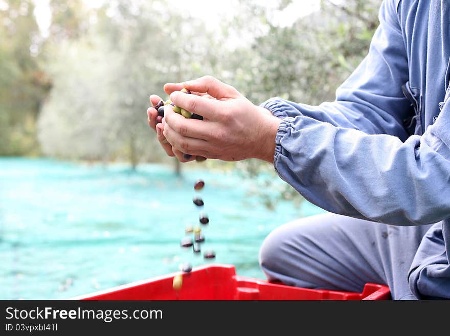 The olive harvest