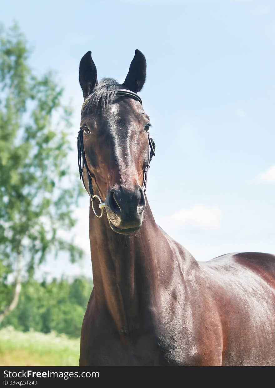 Portrait of beautiful mare sunny day