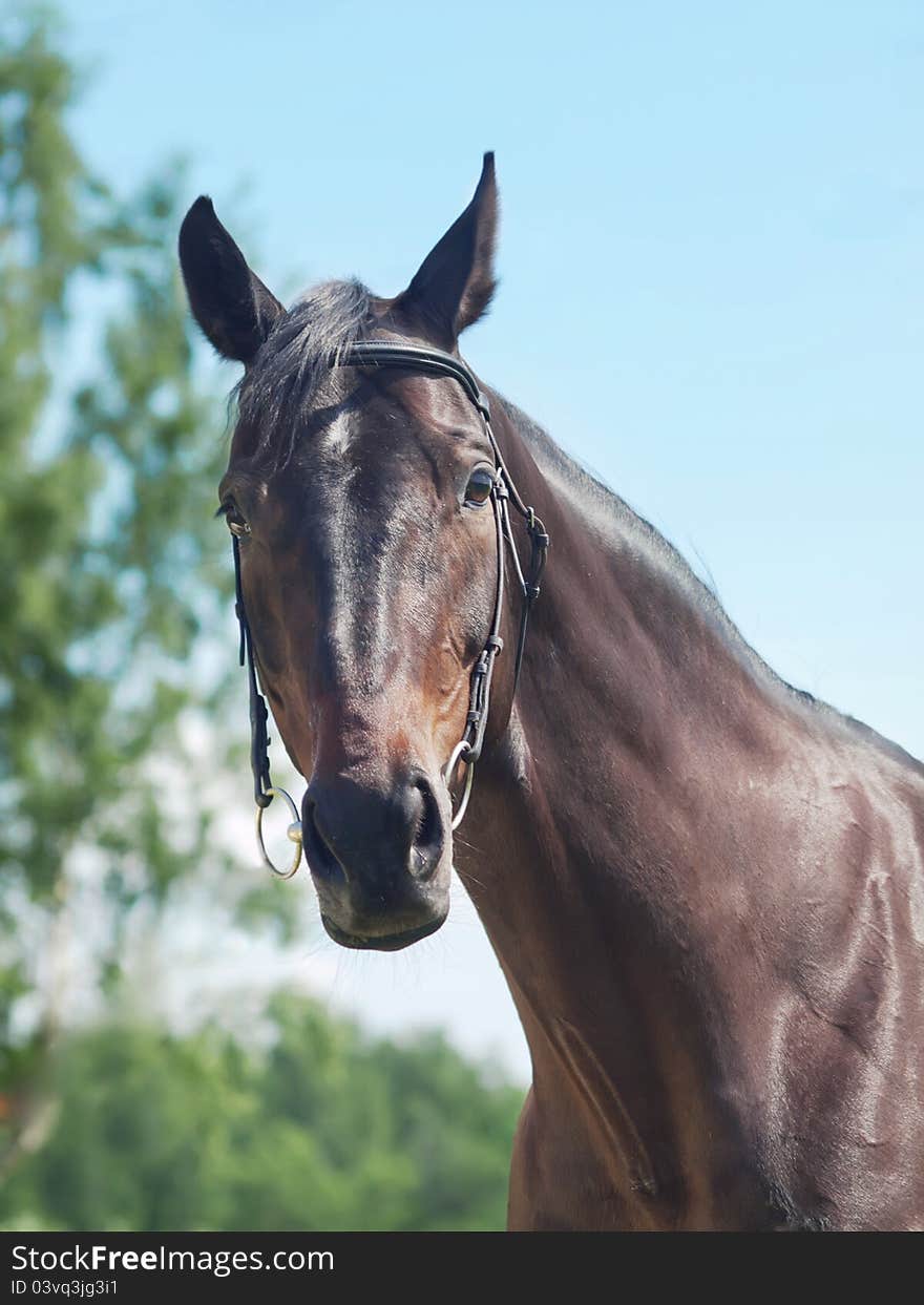 Portrait of beautiful black mare