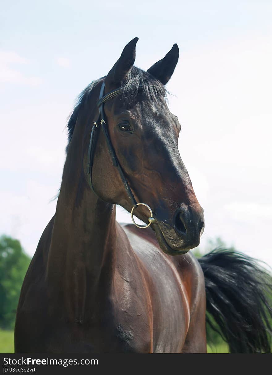 Portrait of beautiful black mare