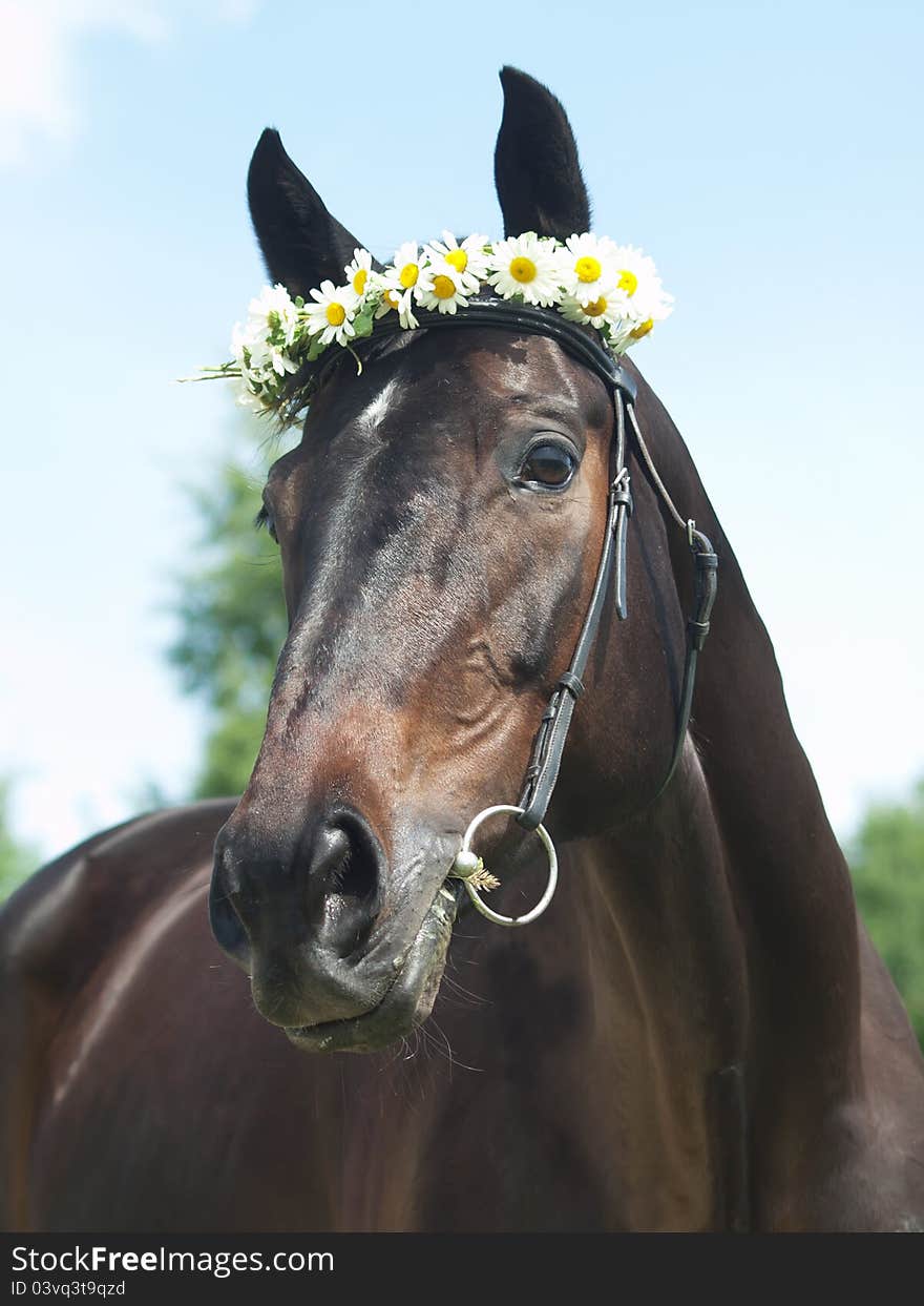 Portrait of beautiful mare with daisys sunny day