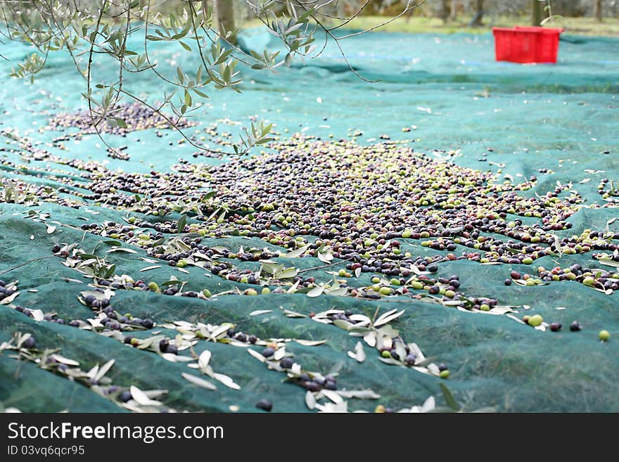 Olive field during the harvest. Olive field during the harvest