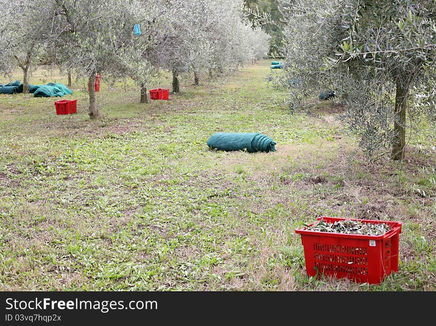 Olive field during the harvest. Olive field during the harvest