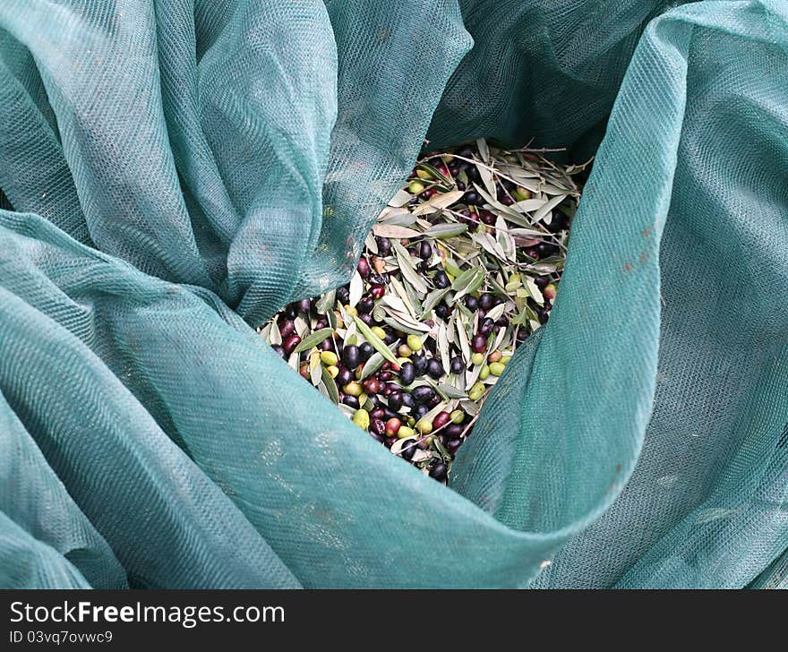 The olive harvest