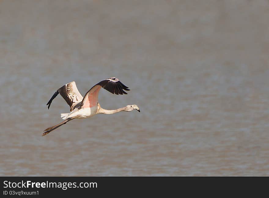 Greater Flamingo on flight