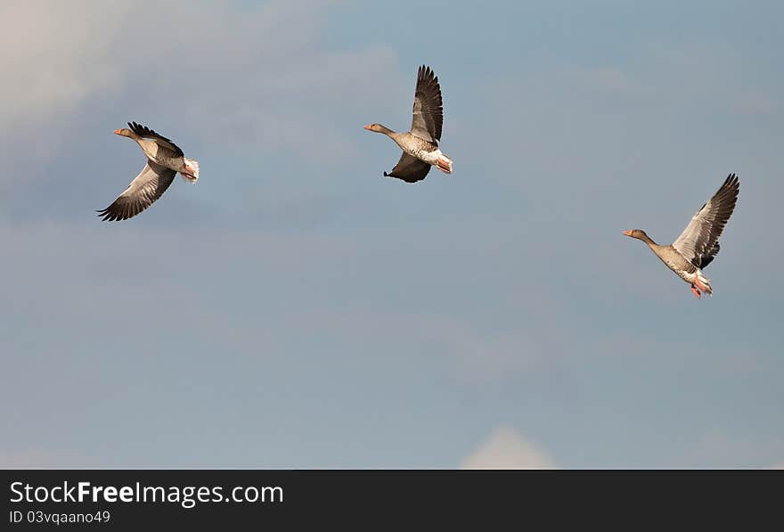 A stall of three Greylag Geese (Anser anser) shows it´s vigorous flight. A stall of three Greylag Geese (Anser anser) shows it´s vigorous flight.