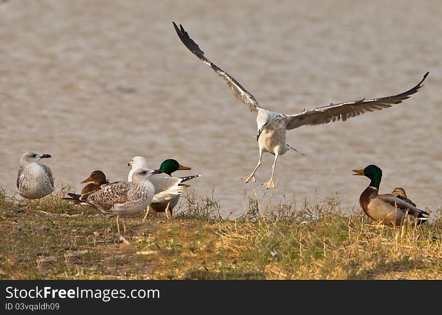 A young European Herring Gull (Larus argentatus) lands among a crowd of mallards and other gulls causing some expectation. A young European Herring Gull (Larus argentatus) lands among a crowd of mallards and other gulls causing some expectation.