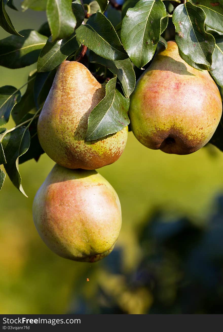 Ripe Pears