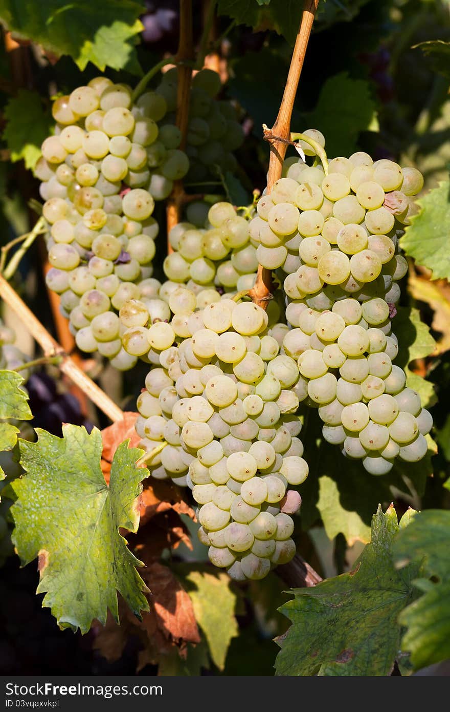 Tasty green Welschriesling grapes close-up