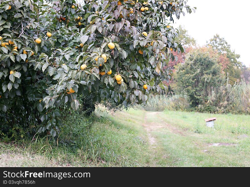 Persimmon