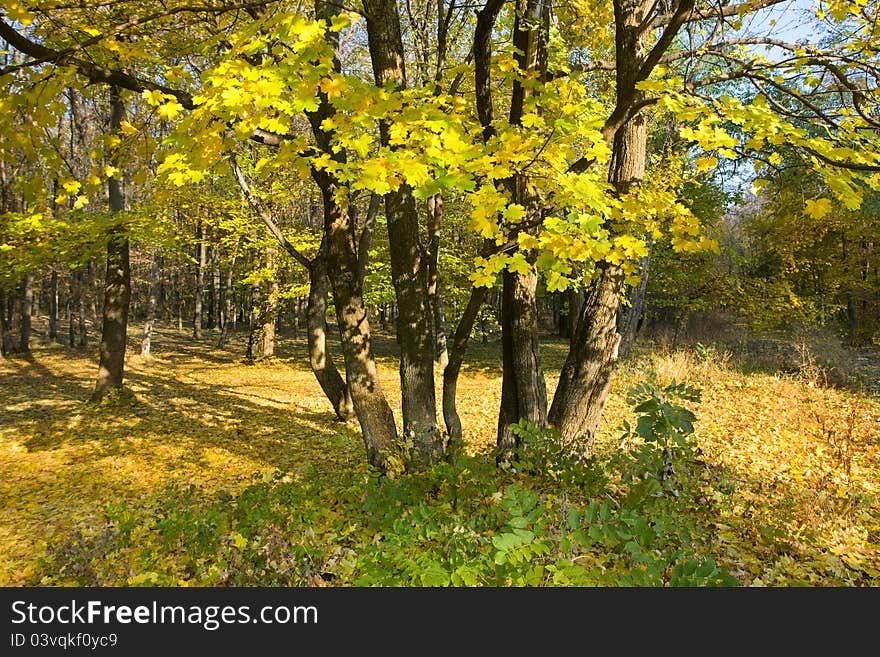 Autumn landscape with beautiful colored trees