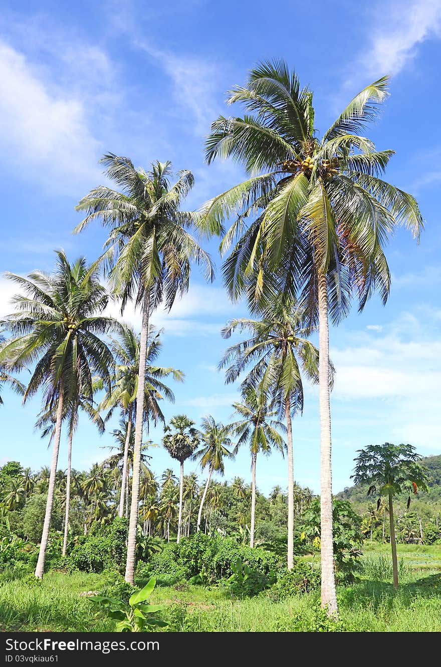 Coconut palm trees